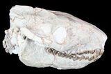 Oreodont (Merycoidodon) Skull - South Dakota #77810-3